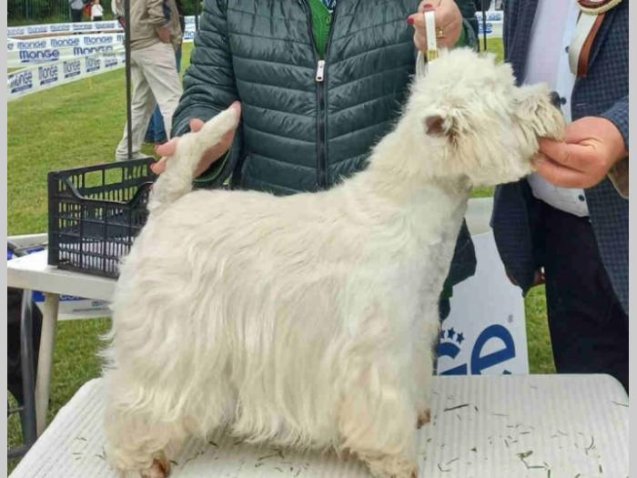 westie štenci besplatni mali oglasi