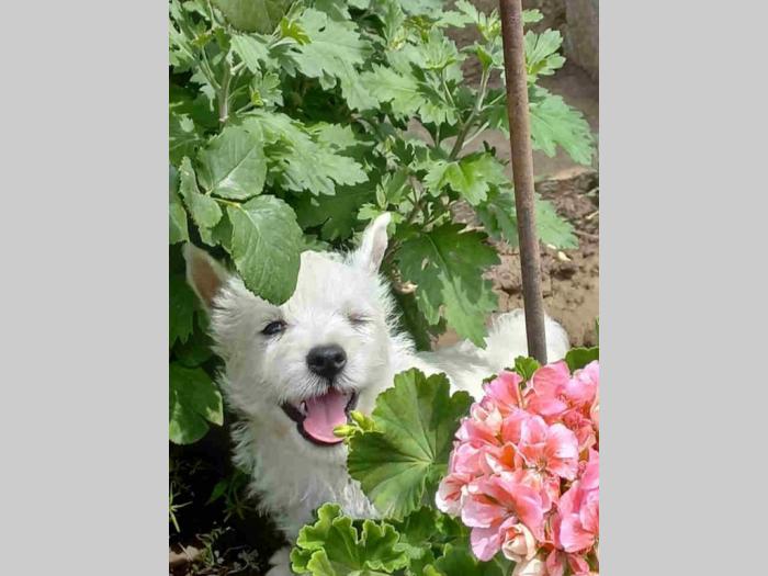 westie štenci besplatni mali oglasi