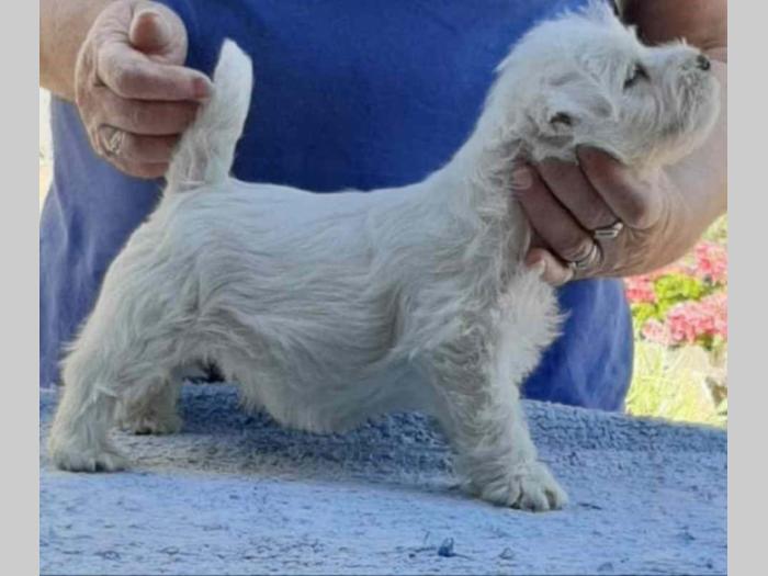 westie štenci besplatni mali oglasi