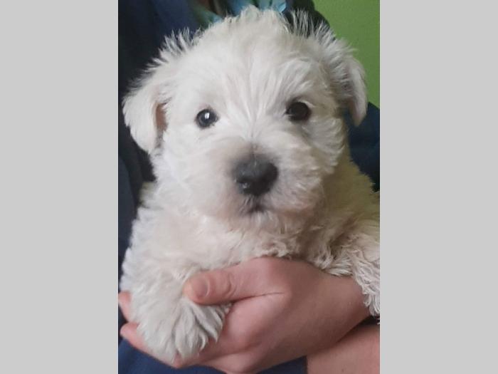 westie štenci besplatni mali oglasi