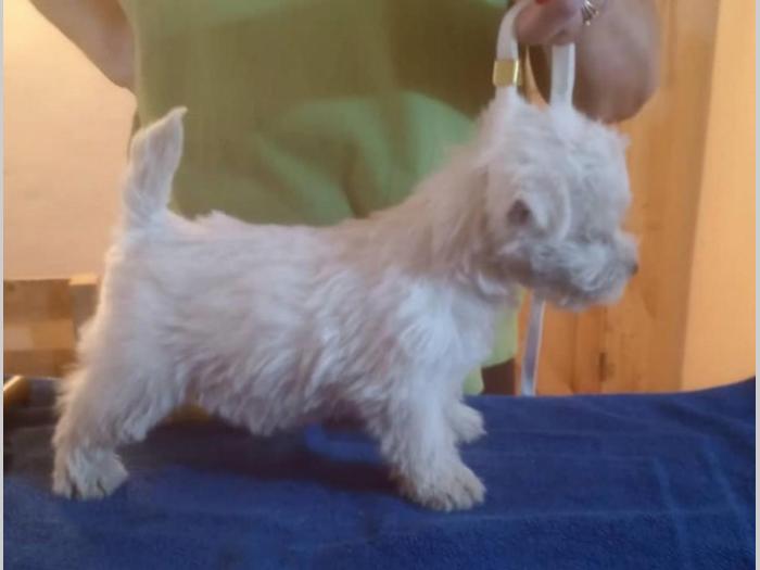 westie štenci besplatni mali oglasi