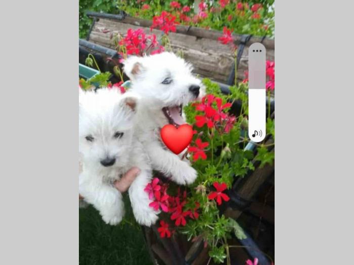 westie štenci besplatni mali oglasi