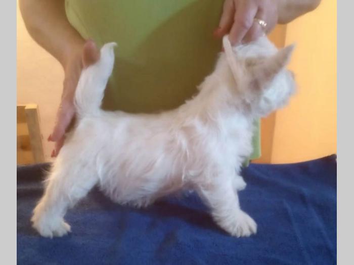 westie štenci besplatni mali oglasi