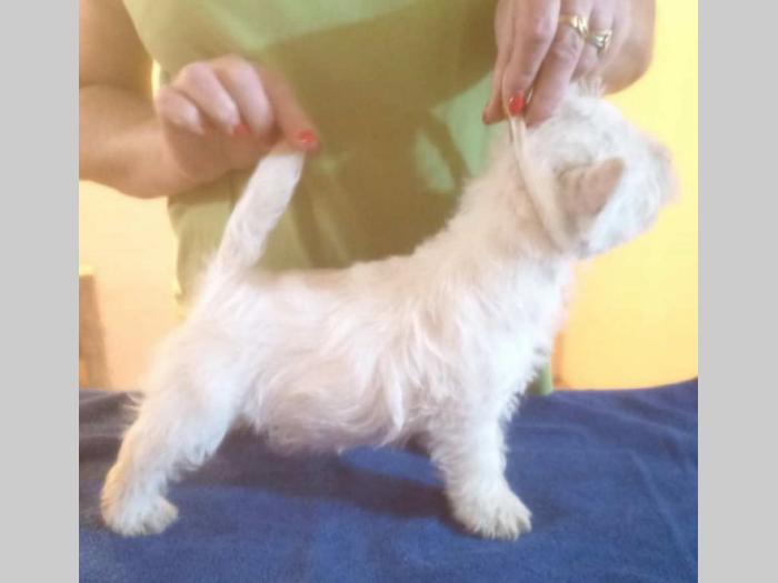 westie štenci besplatni mali oglasi