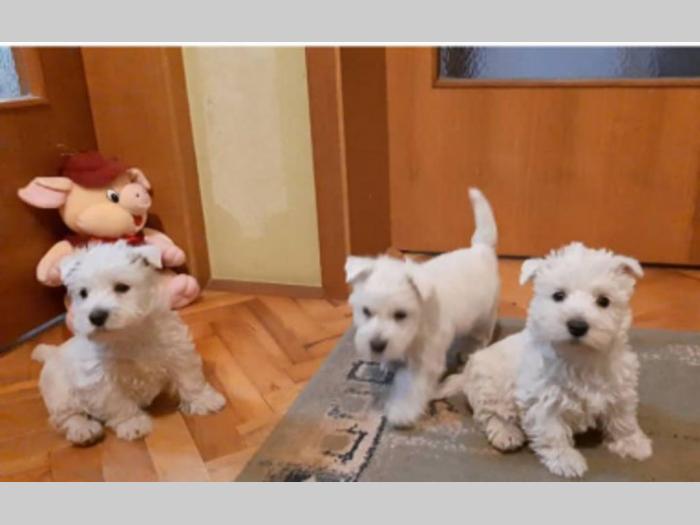 westie štenci besplatni mali oglasi