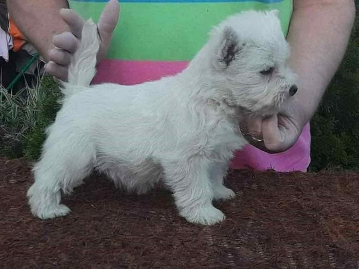 westie štenci besplatni mali oglasi