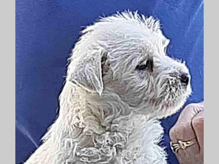 westie štenci besplatni mali oglasi