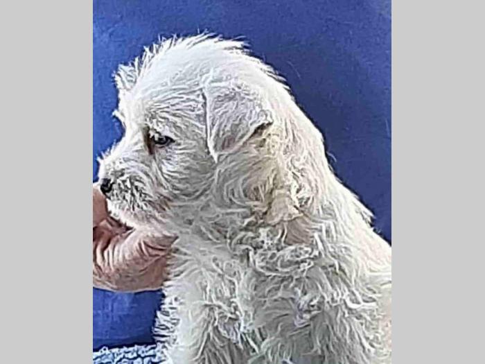 westie štenci besplatni mali oglasi