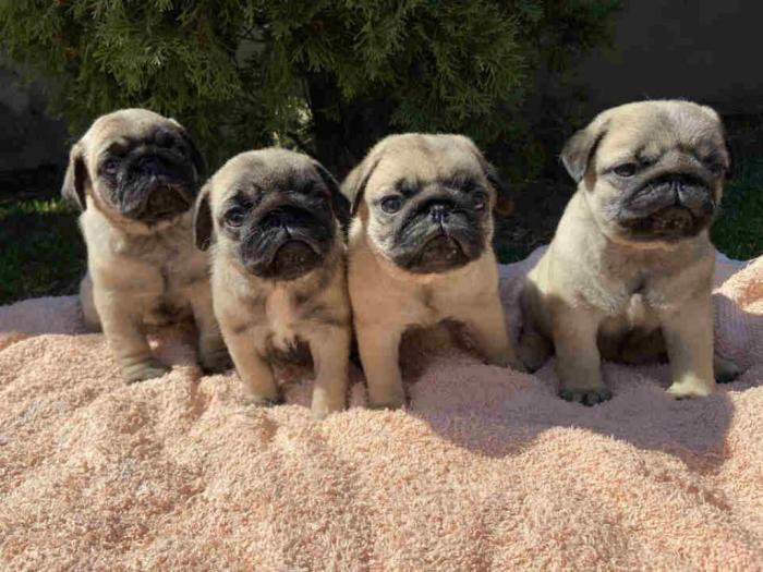 mops štenci besplatni mali oglasi