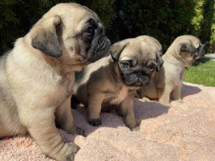 mops štenci besplatni mali oglasi