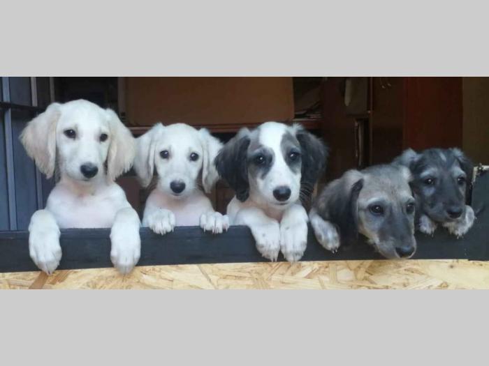persijski hrt saluki besplatni mali oglasi