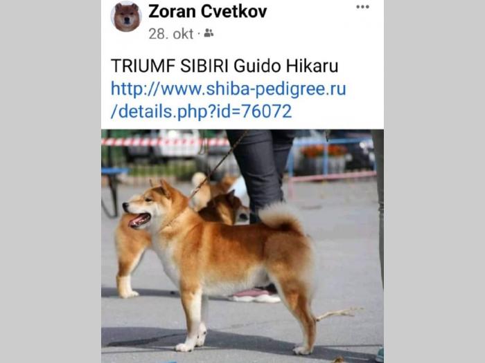 šiba inu štenci besplatni mali oglasi
