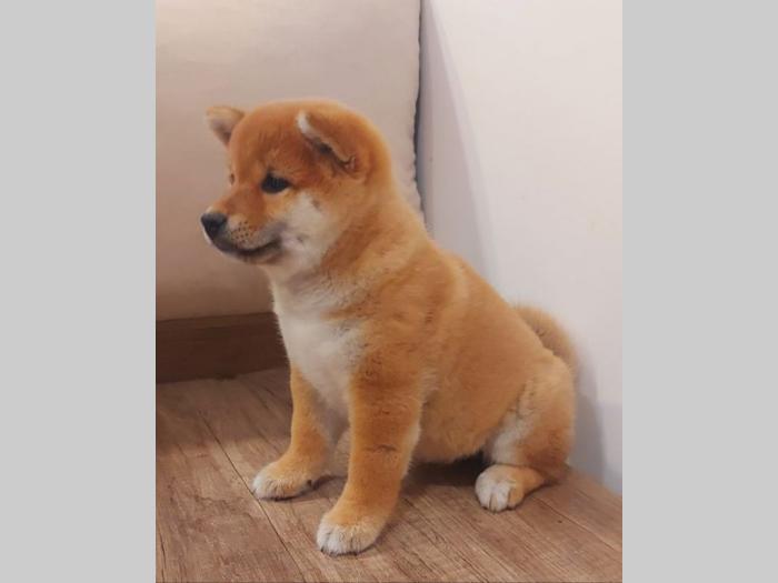 šiba inu štenci besplatni mali oglasi
