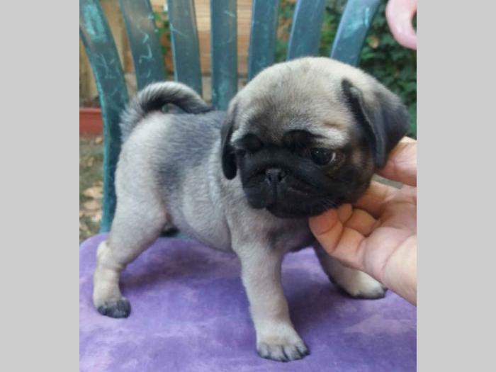 mops štenci besplatni mali oglasi