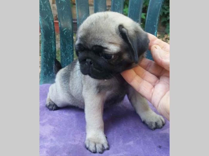 mops štenci besplatni mali oglasi