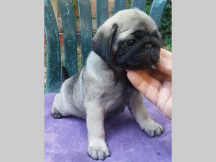 mops štenci besplatni mali oglasi