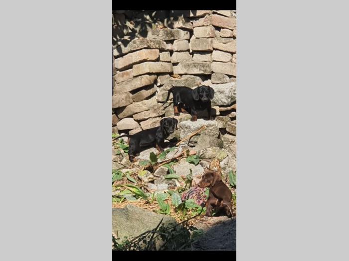 jazavičar štenci besplatni mali oglasi