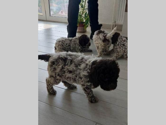 lagotto romagnolo štenci besplatni mali oglasi