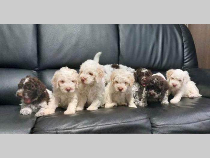 lagotto romagnolo štenci besplatni mali oglasi