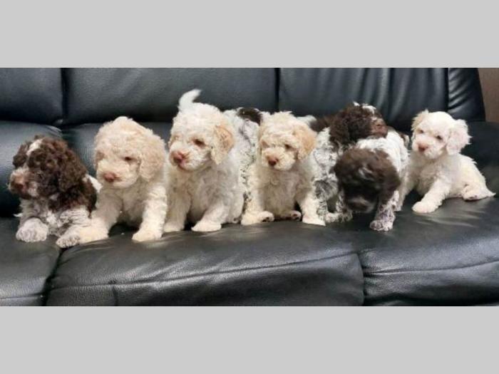 lagotto romagnolo štenci besplatni mali oglasi