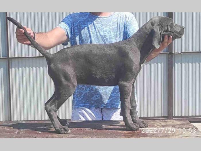 cane corso štenci besplatni mali oglasi