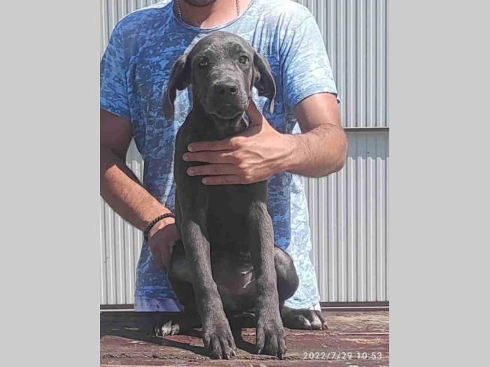cane corso štenci besplatni mali oglasi