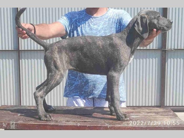 cane corso štenci besplatni mali oglasi