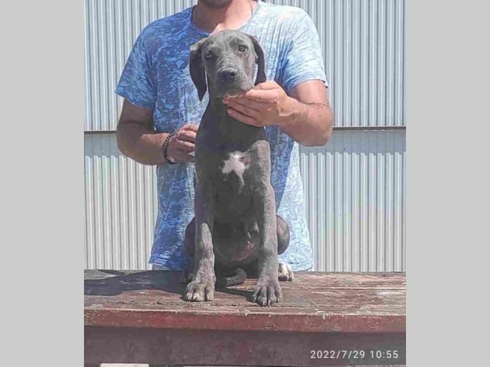 cane corso štenci besplatni mali oglasi