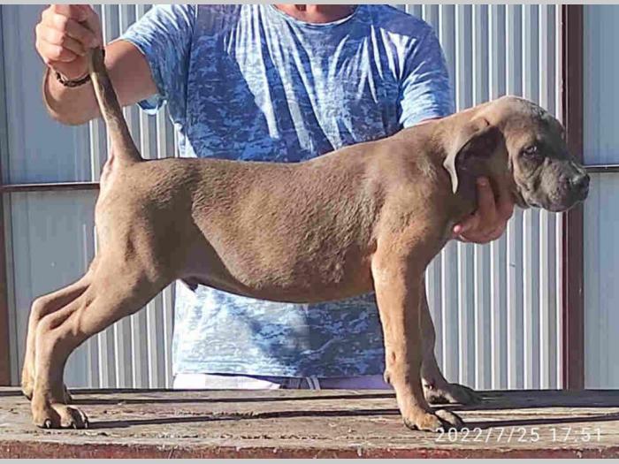 cane corso štenci besplatni mali oglasi