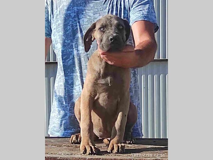 cane corso štenci besplatni mali oglasi