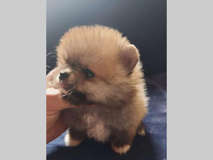 pomeranac boo štenci besplatni mali oglasi