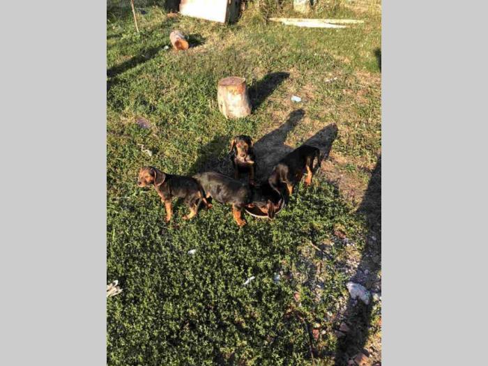 balkanskog srpskog goniča štence besplatni mali oglasi