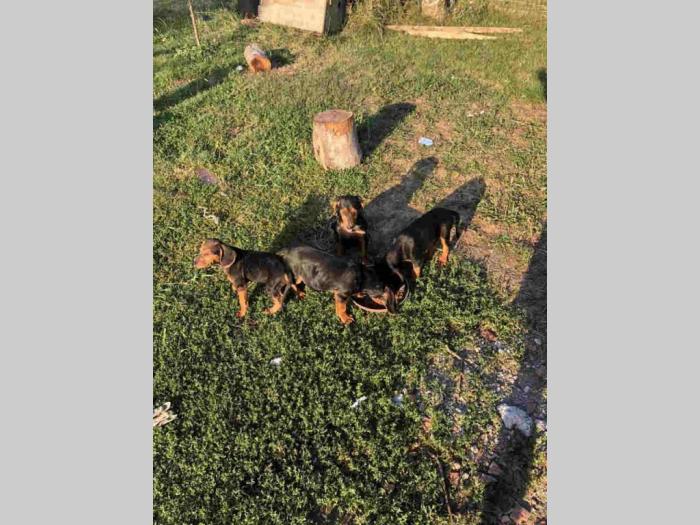 balkanskog srpskog goniča štence besplatni mali oglasi