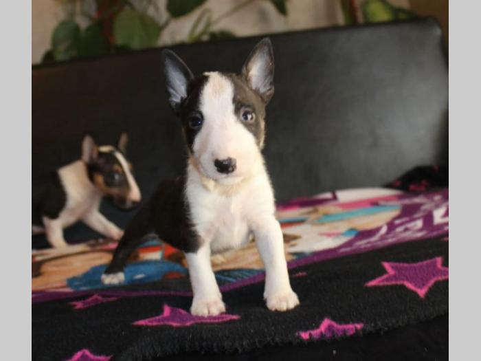 mini bul terijer besplatni mali oglasi