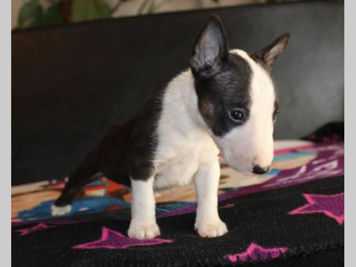 mini bul terijer besplatni mali oglasi