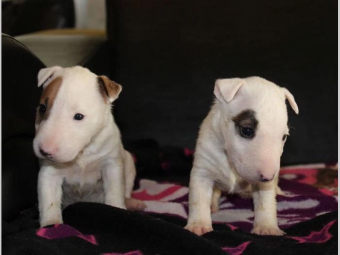 mini bul terijer besplatni mali oglasi