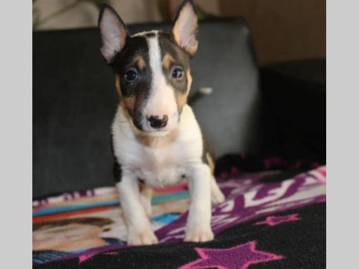 mini bul terijer besplatni mali oglasi