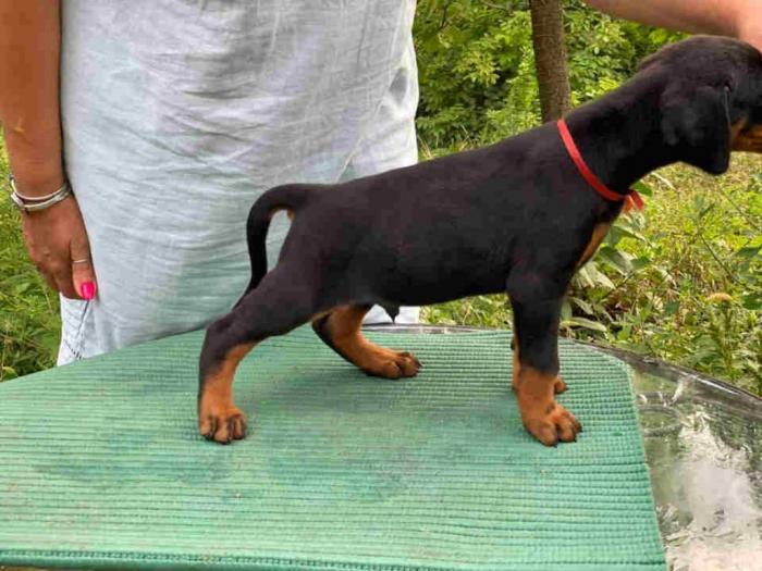 doberman štenci besplatni mali oglasi