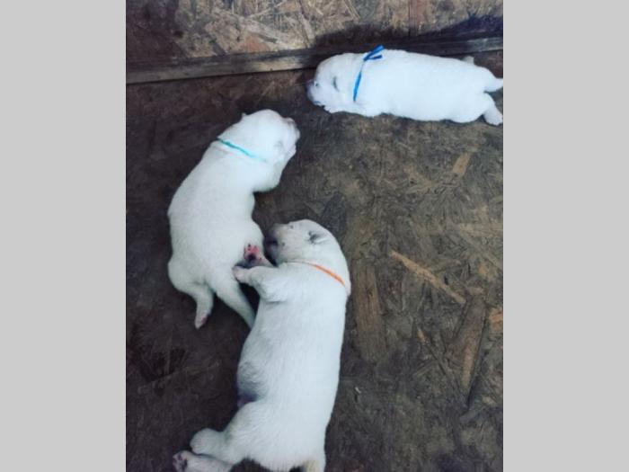 sibirski samojed štenci besplatni mali oglasi