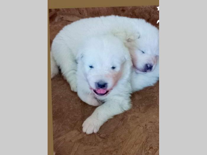 sibirski samojed štenci besplatni mali oglasi