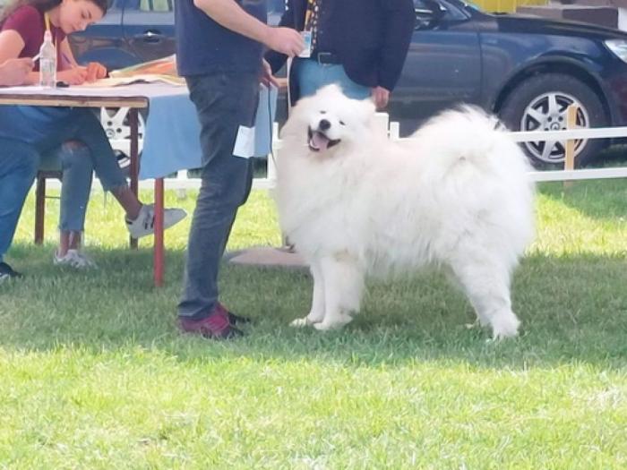 sibirski samojed štenci besplatni mali oglasi