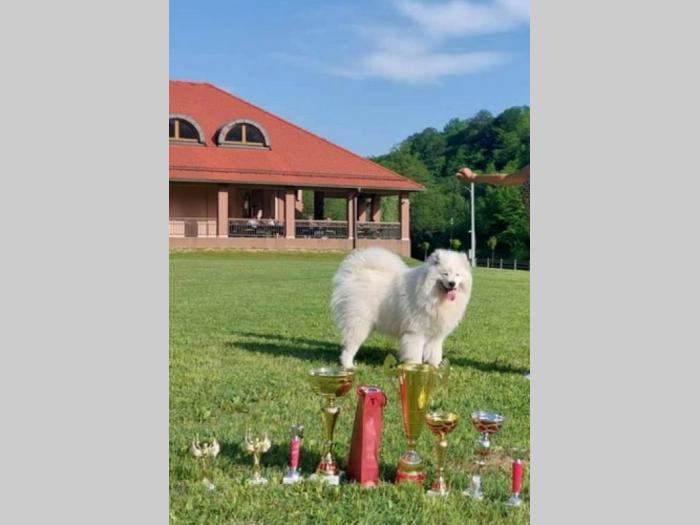 sibirski samojed štenci besplatni mali oglasi