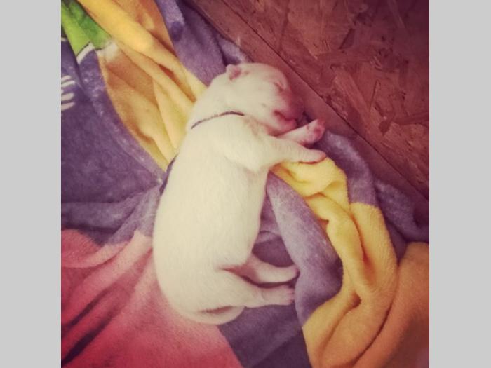sibirski samojed štenci besplatni mali oglasi