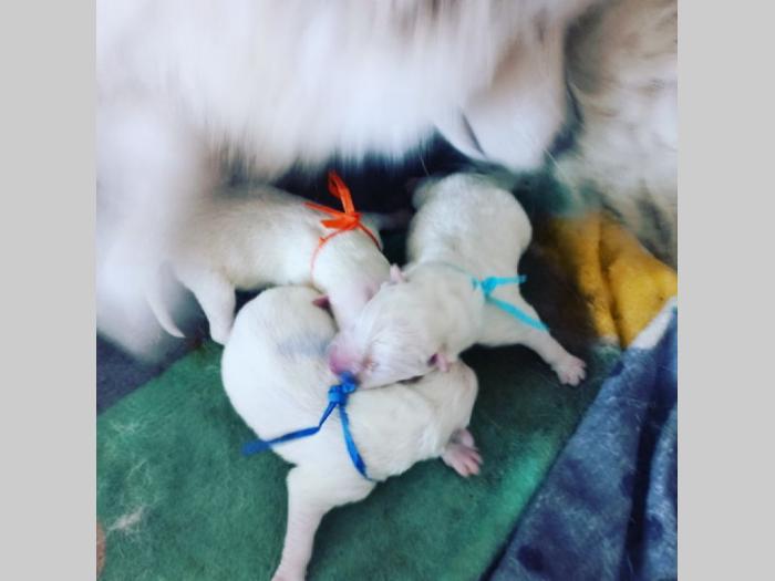 sibirski samojed štenci besplatni mali oglasi