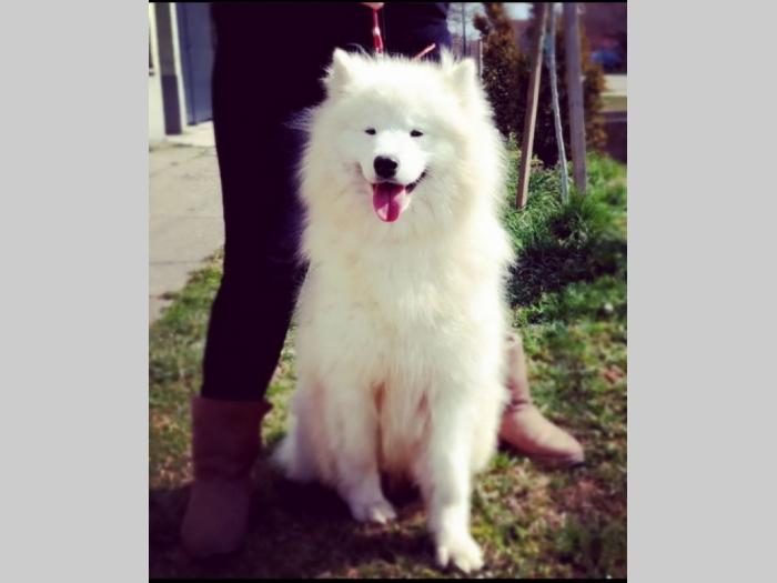 sibirski samojed štenci besplatni mali oglasi
