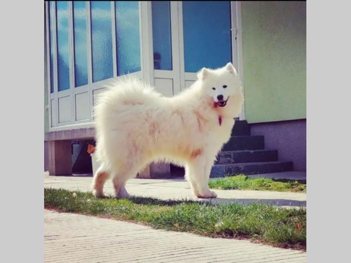 sibirski samojed štenci besplatni mali oglasi
