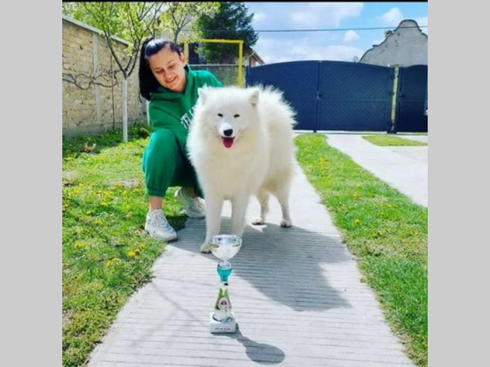 sibirski samojed štenci besplatni mali oglasi