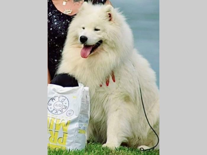 sibirski samojed štenci besplatni mali oglasi