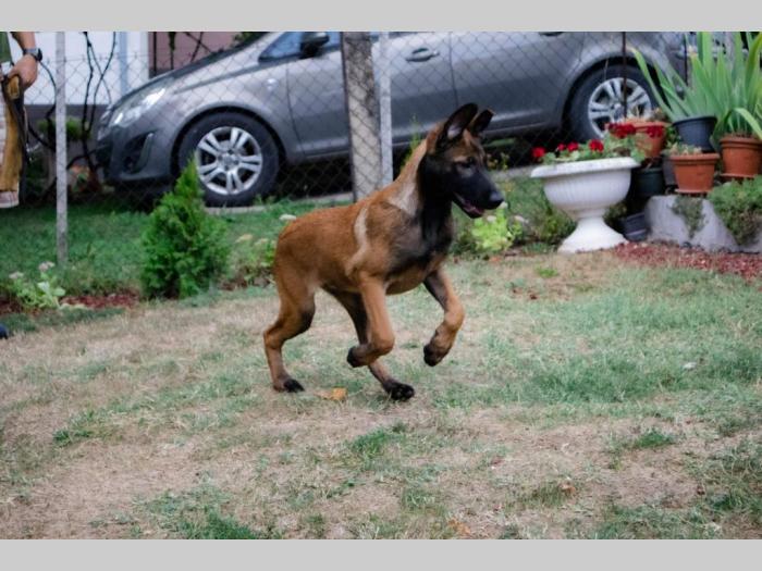 belgijski ovčar malinoa besplatni mali oglasi