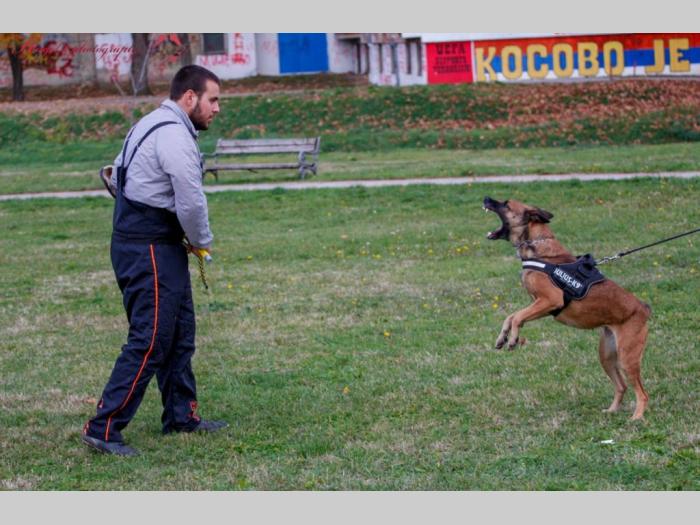 belgijski ovčar malinoa besplatni mali oglasi
